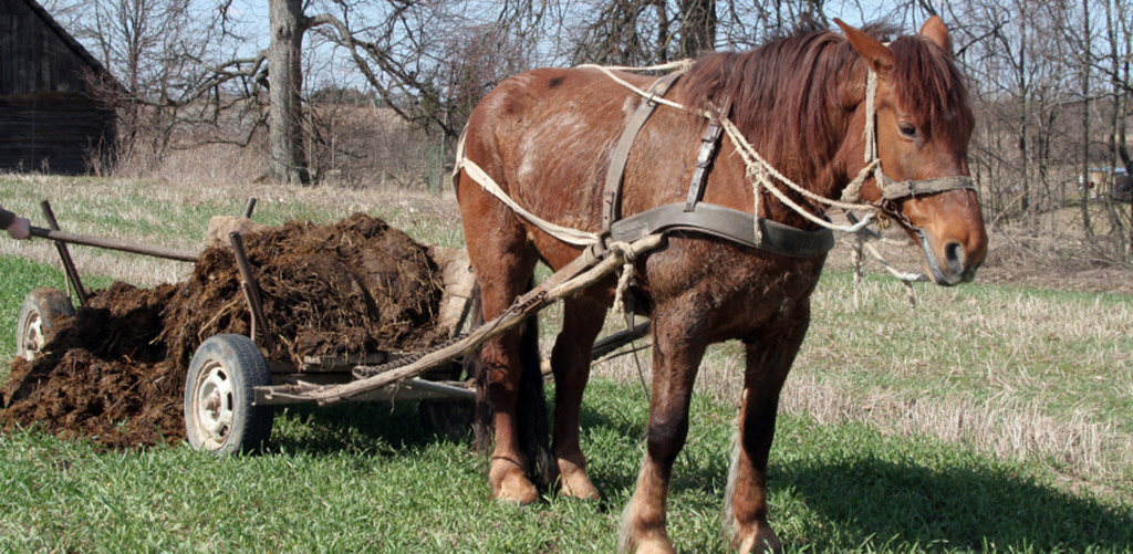 horse with plow