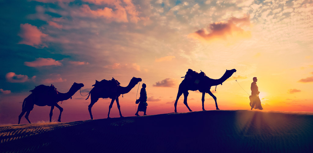 tree camels on a journey