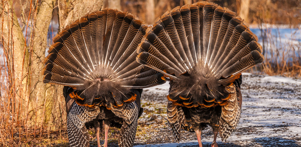 Wild Turkey behinds